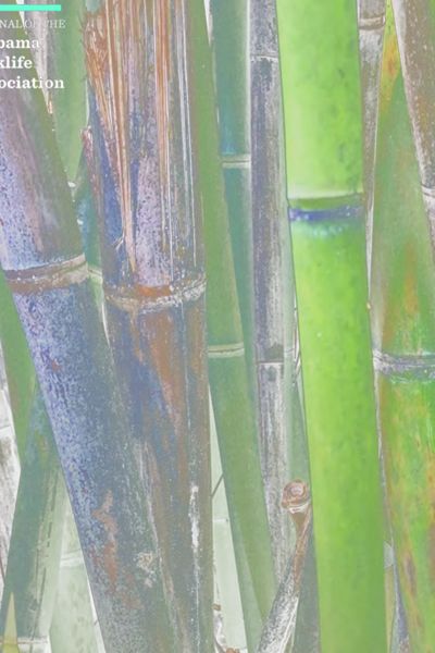 Tributaries, Issue 15